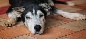 Old Dog With Arthritis who needs CBD.